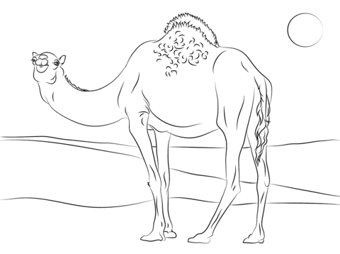 Cute Dromedary Camel  Coloring Page